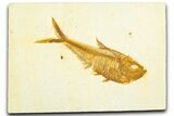 Detailed Fossil Fish (Diplomystus) - Wyoming #360731-1